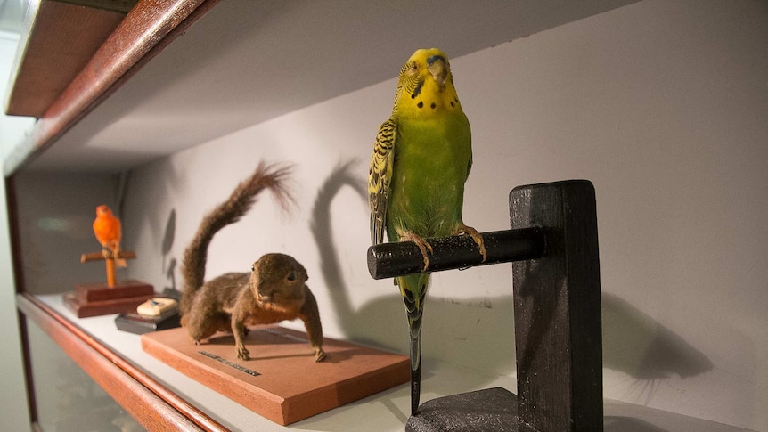 Close up of a stuffed budgie and squirrel