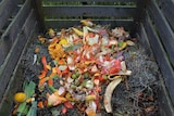 Fruit and vegetable scraps on top of a pile of green waste in an wooden compost pile.