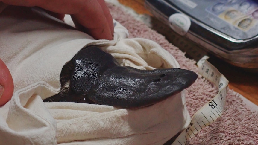 A platypus beak and head is sticking out of a white capture bag on top of a towel next to a tailor's measuring tape