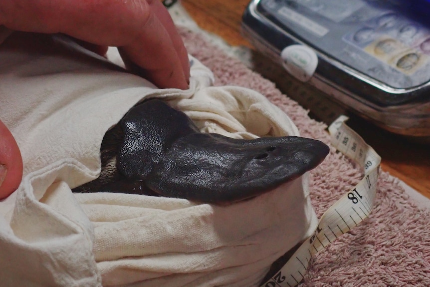 A platypus beak and head is sticking out of a white capture bag on top of a towel next to a tailor's measuring tape