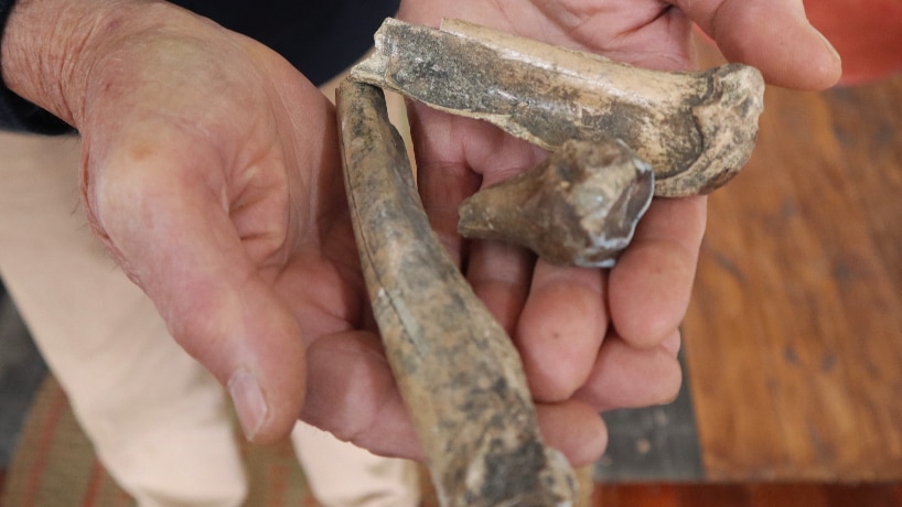 Three fossilised animal bones being held in a man's hands