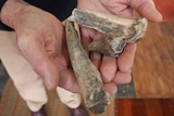 Three fossilised animal bones being held in a man's hands