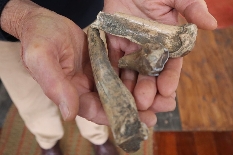 Three fossilised animal bones being held in a man's hands