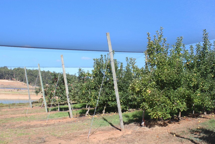 Shade nets cover part of an apple orchard under a blue sky.