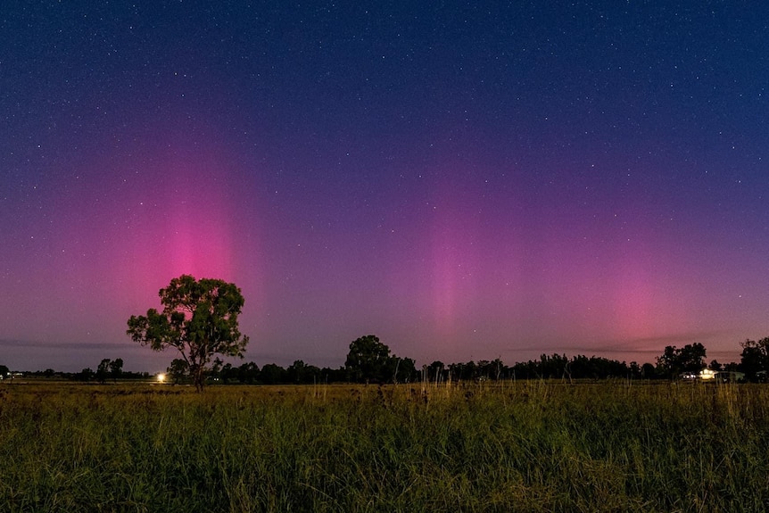 A paddock with long grass and trees in front of the aurora in the night sky.