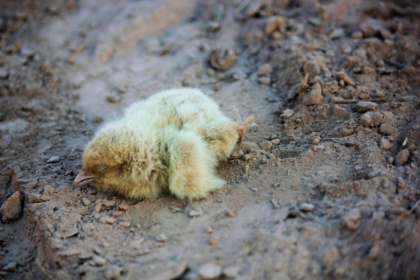 A dead chick lying in the dirt.