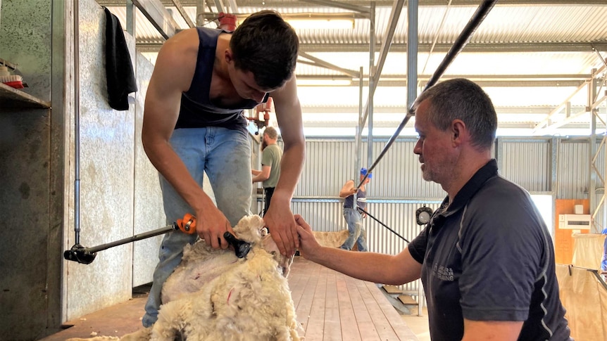 A young man is being taught to shear by an industry professional