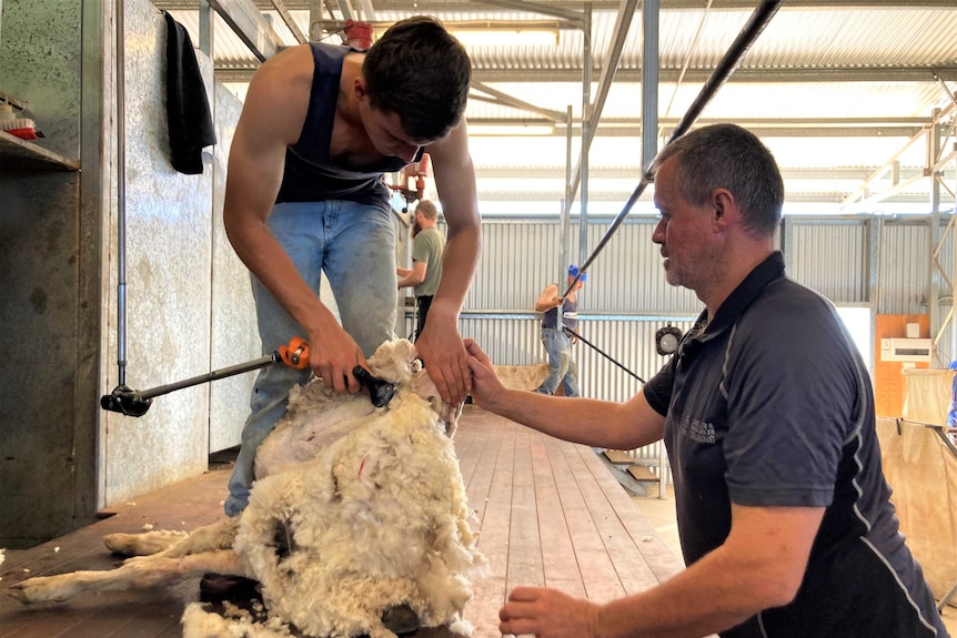 A young man is being taught to shear by an industry professional