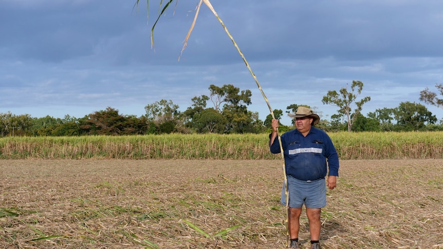 A man holding a single, tall stalk of sugar cane stands in a recently harvested field. 