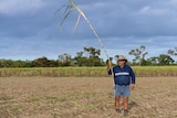 A man holding a single, tall stalk of sugar cane stands in a recently harvested field. 