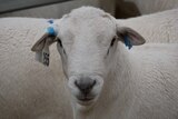 A sheep in a pen with large white tag fixed to ear with black number clearly visible