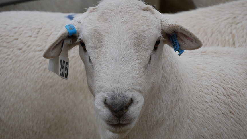 A sheep in a pen with large white tag fixed to ear with black number clearly visible