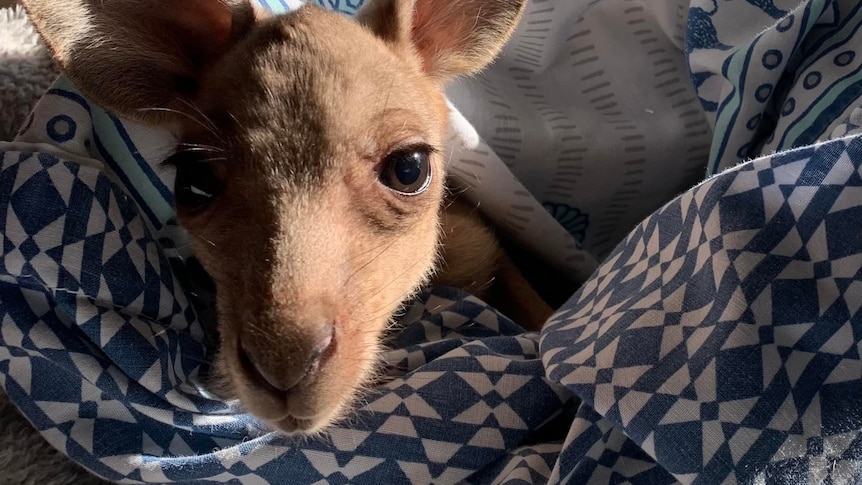 A joey looks at the camera from a snug cushion
