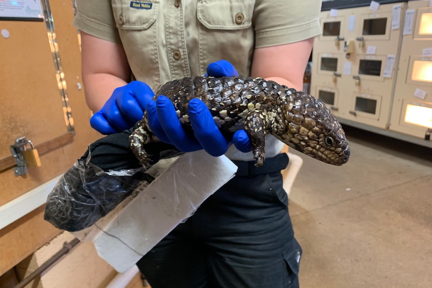 A person wearing blue rubber gloves holding a lizard in their hands. 