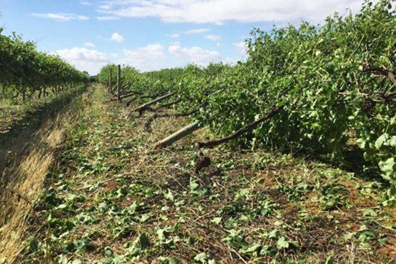 grapevines blown over by stormy weather