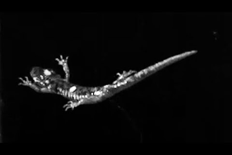 A salamander "skydives" in a wind tunnel.