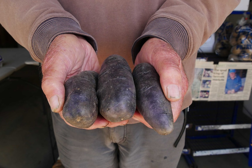 Man holds three purple coloured potatoes.