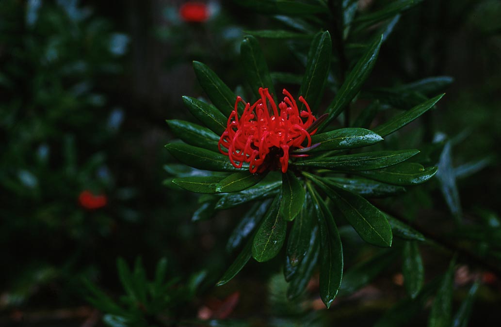 The wonderful world of the waratah