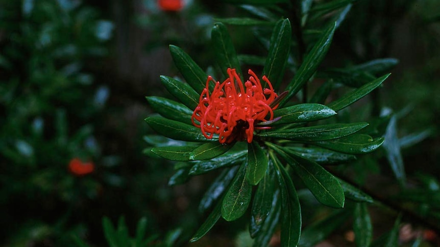 waratah flower