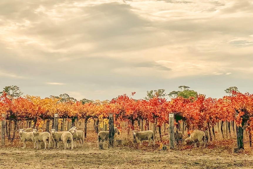 Autum Wines