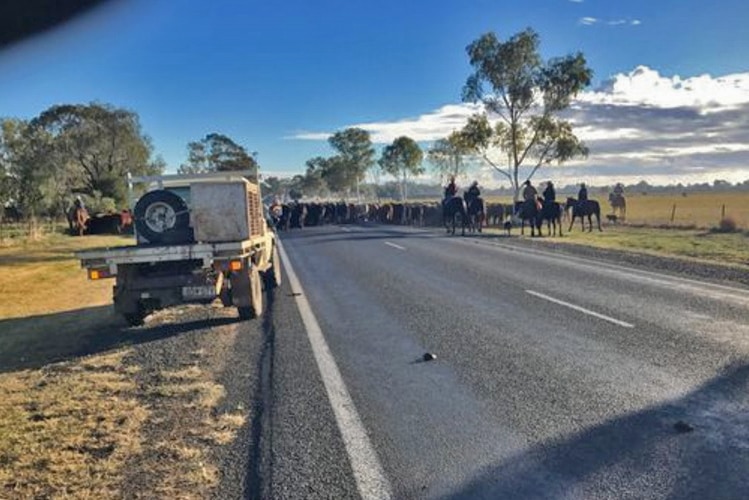 Drovers muster cattle on a road in the outback.