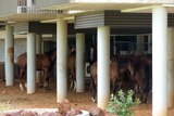 Image of horses sheltering under the eaves of a disused building in Warmun, Western Australia.