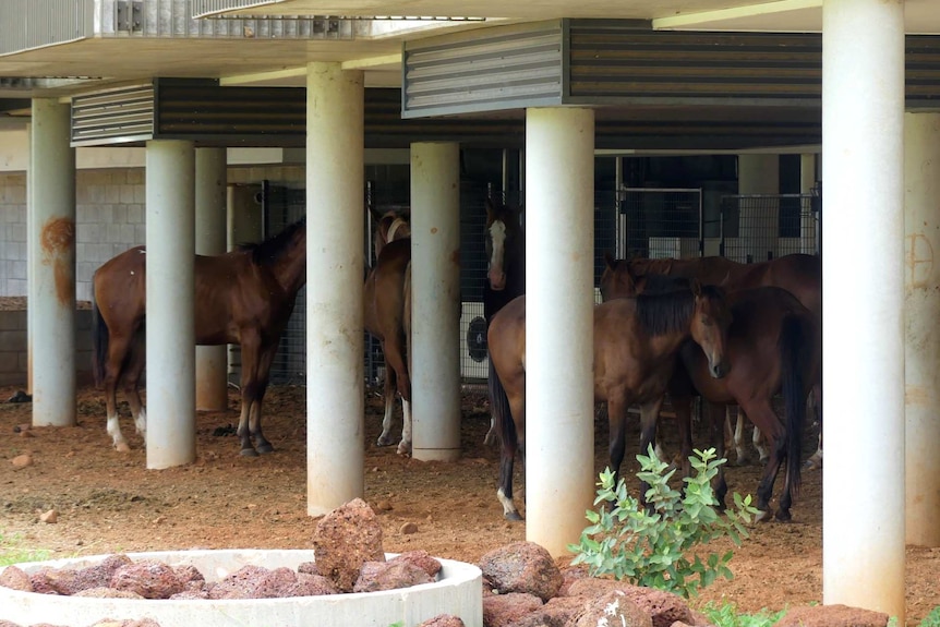 Image of horses sheltering under the eaves of a disused building in Warmun, Western Australia.