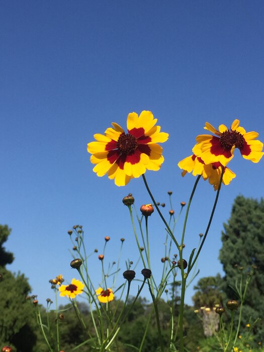 Costa's Corner....19th March 2021 Gardening Australia