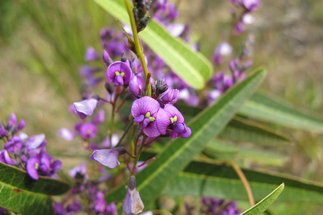 Native wisteria in south west WA