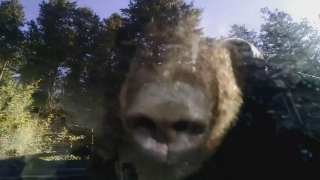 Bear filmed trapped inside car in Colorado - ABC News