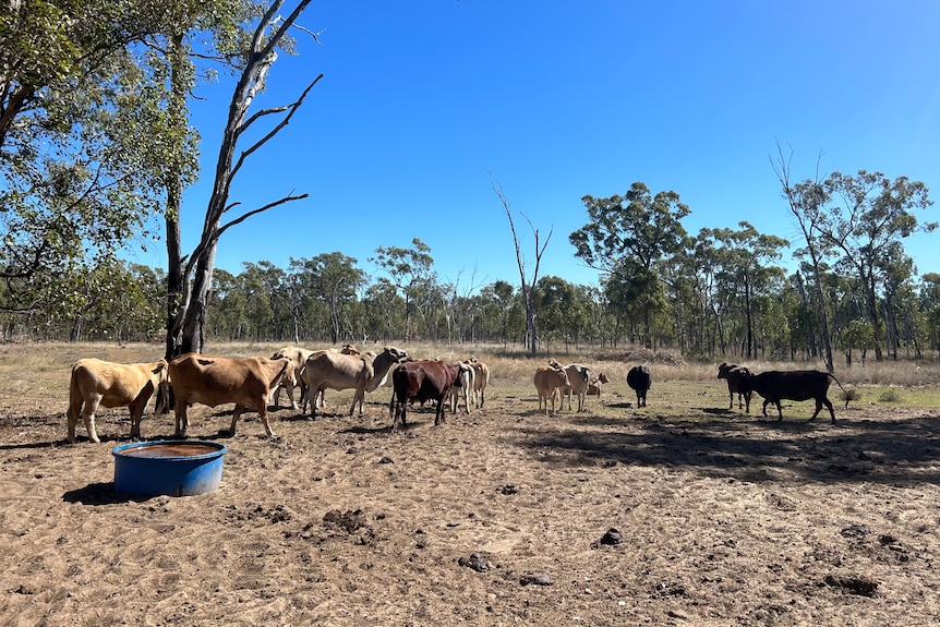 a small herd of cattle stand in a dusty paddock next to a round water trough. There's a lot of trees near where they're standing