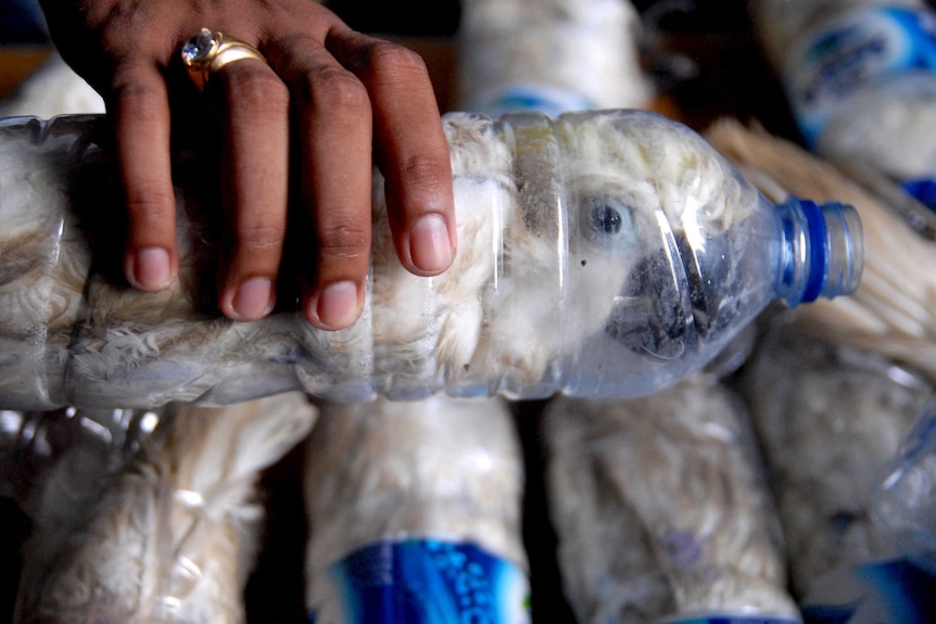 Police arrest one man with 22 endangered cockatoos held inside water bottles