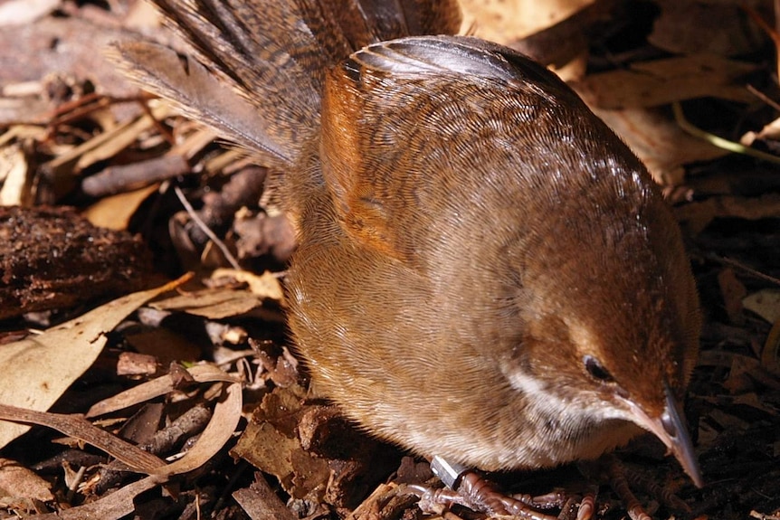 A small bird in the scrub