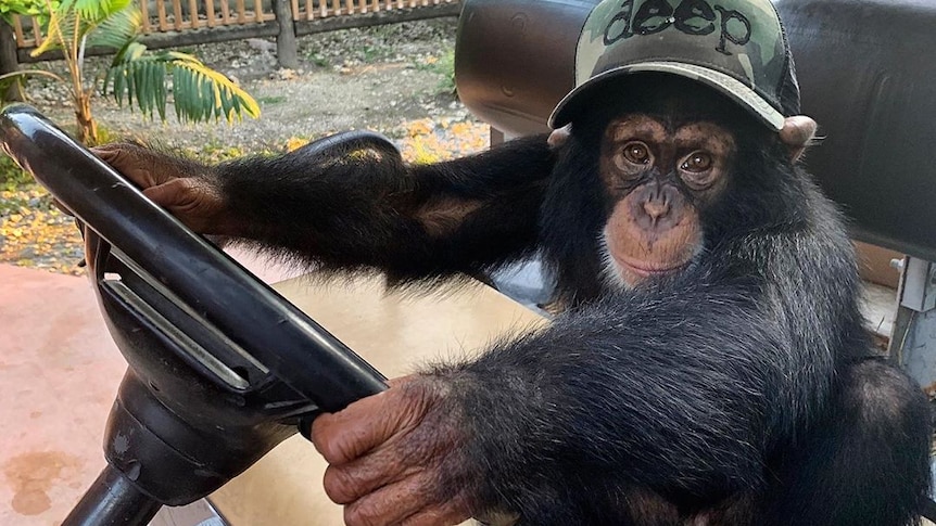 Limbani the chimpanzee drives a golf cart.