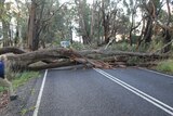 A large gum tree covers two lanes of a road as well as the roadside. 
