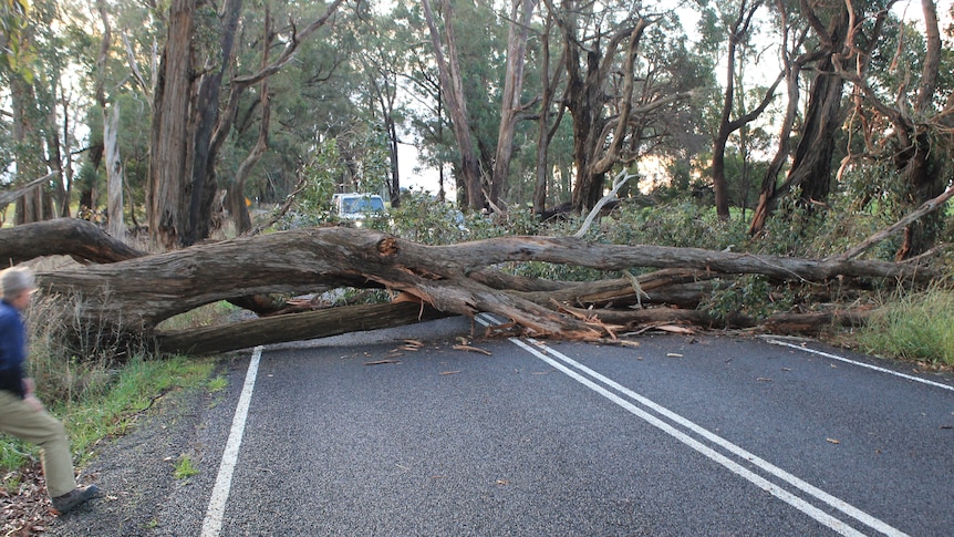 A large gum tree covers two lanes of a road as well as the roadside. 