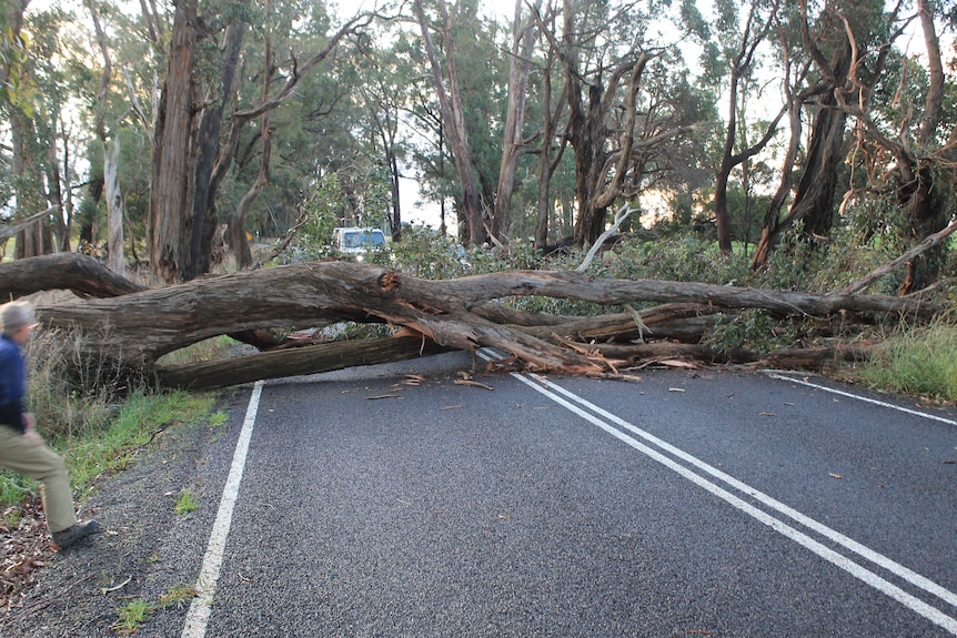 A large gum tree covers two lanes of a road as well as the roadside. 