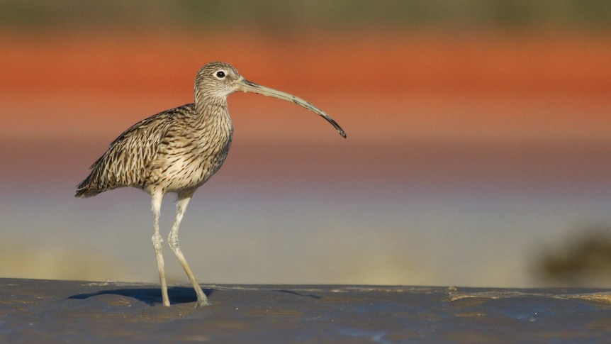 An Eastern Curlew stands against red sandy background. Its extra long bill is covered in mud and it stands on tall skinny legs.
