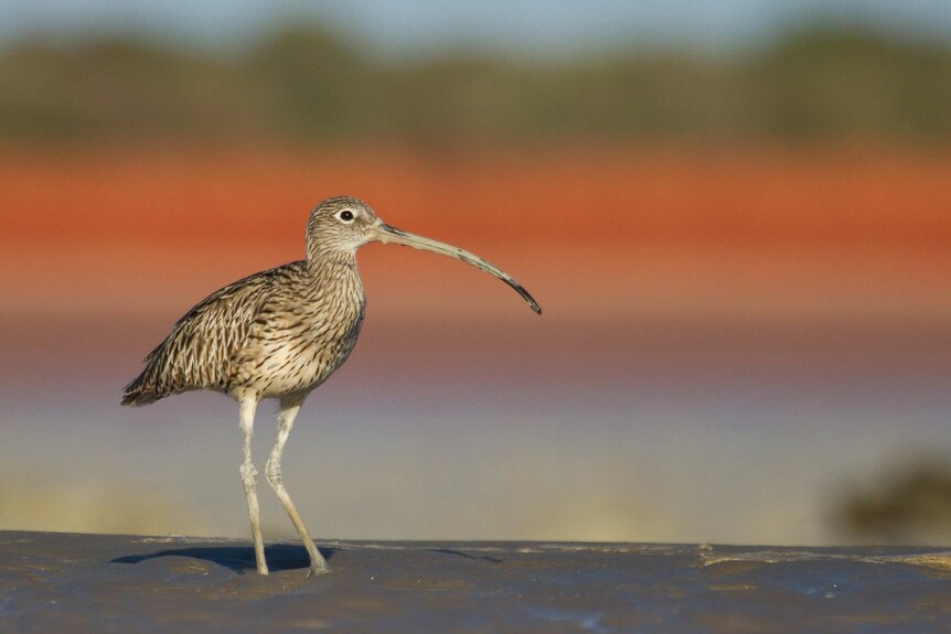 Eastern Curlew at Broome