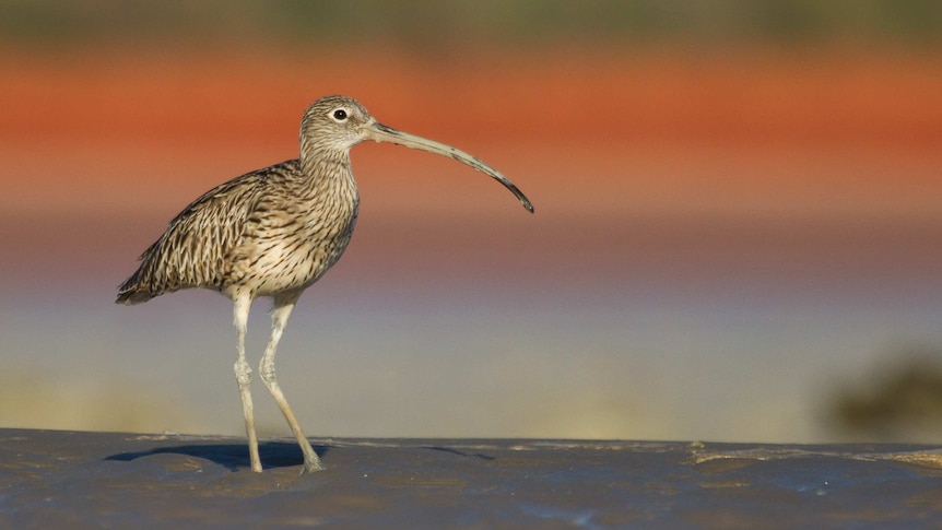 An eastern curlew in Western Australia