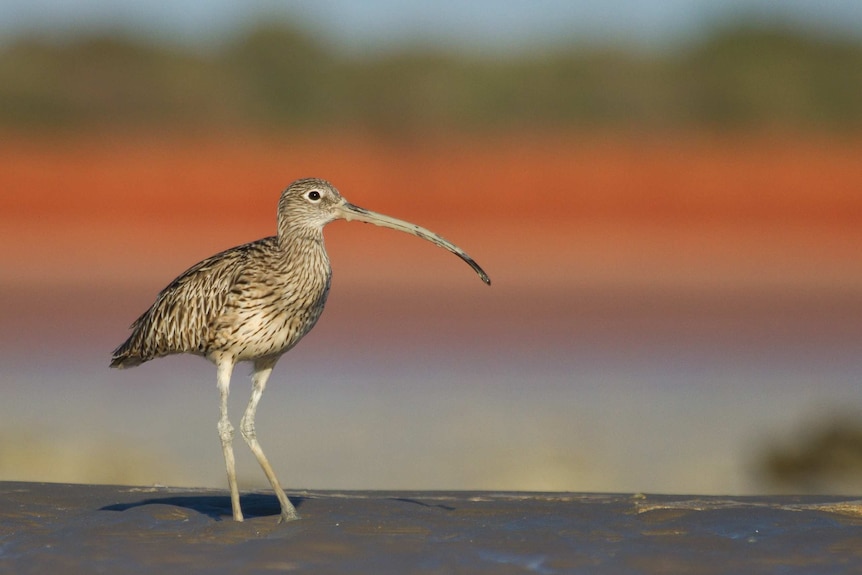 An eastern curlew in Western Australia