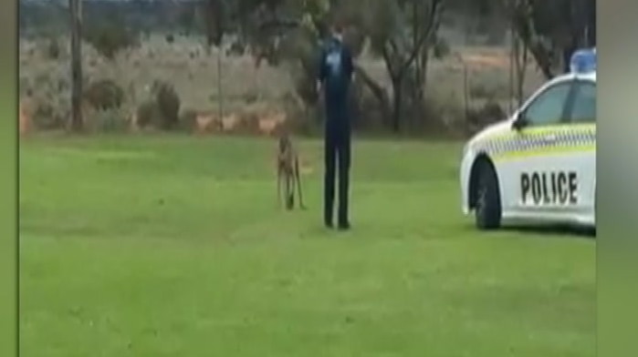 A police officer draws his gun and aims at an injured kangaroo.