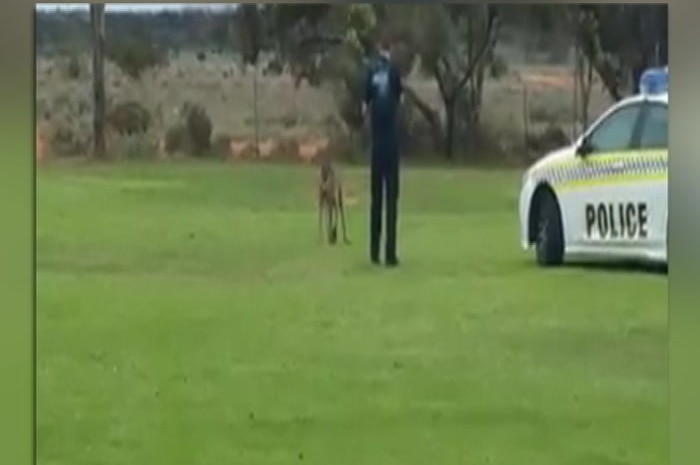 A police officer draws his gun and aims at an injured kangaroo.