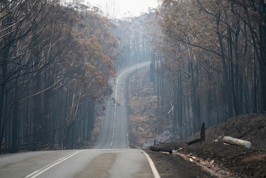After the fires, smoke haze between burnt trees above a dip in the highway