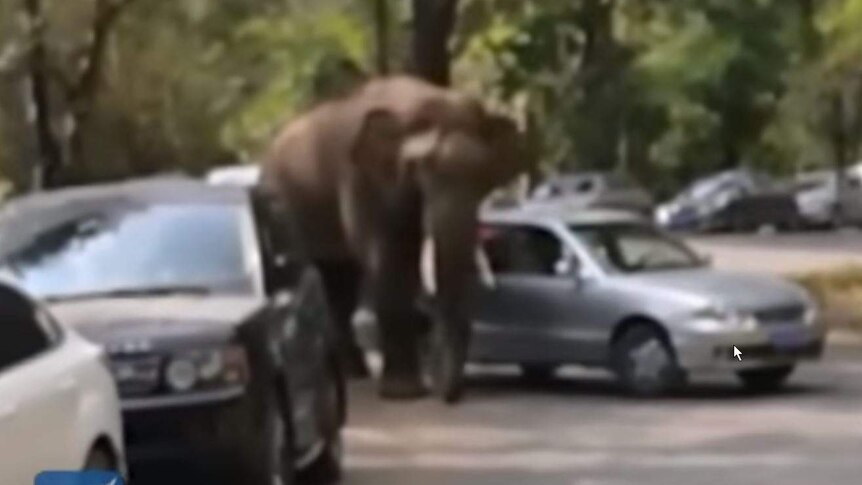 Elephant crushes cars in China