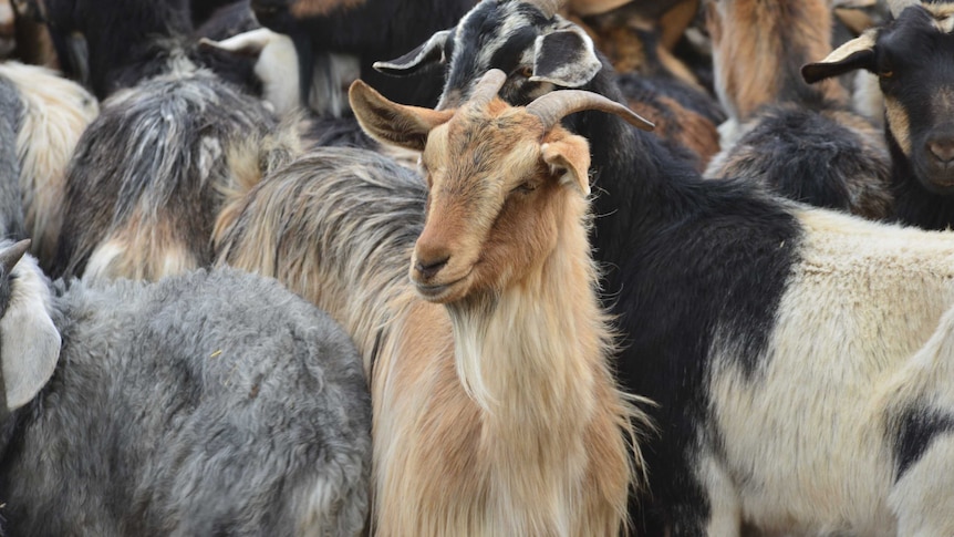 A group of feral goat.