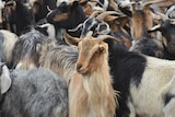 A group of feral goat.