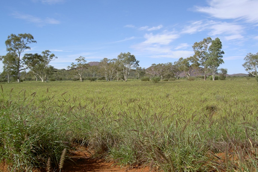 A grassy field in the country.