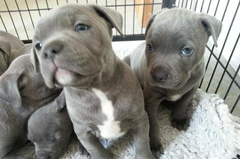 Three puppies in a cage.