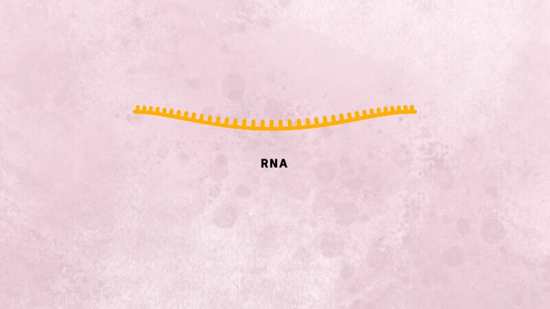 An orange coronavirus RNA strand with teeth to represent the nucleotides.